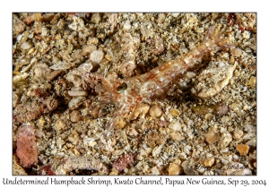 Undetermined Humpback Prawn