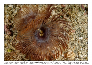 Undetermined Feather Duster Worm