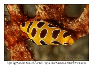 Tiger Egg Cowrie
