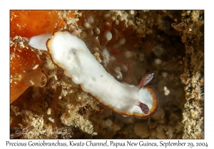 Precious Goniobranchus