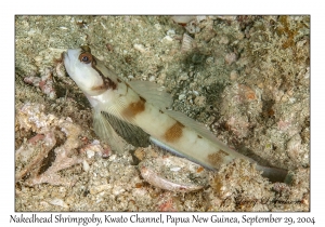 Nakedhead Shrimpgoby