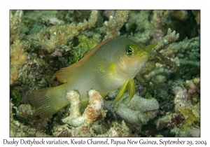 Dusky Dottyback variation