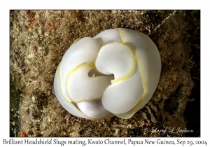 Brilliant Headshield Slugs
