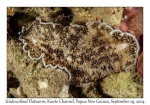 Undescribed Flatworm