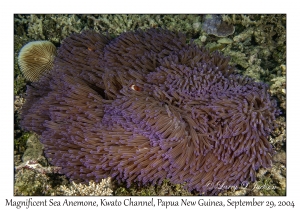 Magnificent Sea Anemone