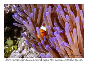 Clown Anemonefish