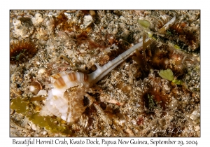 Beautiful Hermit Crab