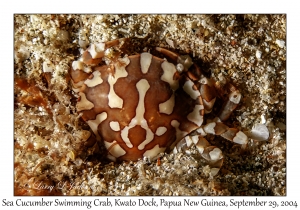Sea Cucumber Swimming Crab