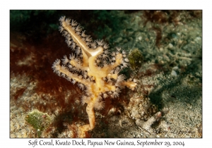 Soft Coral