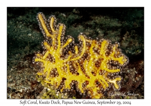 Soft Coral