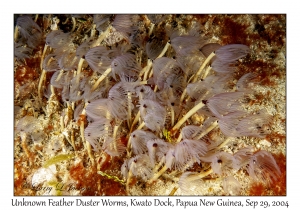 Unknown Feather Duster Worms