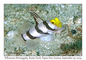 Yellownose Shrimpgoby