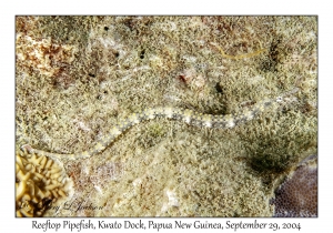 Reeftop Pipefish