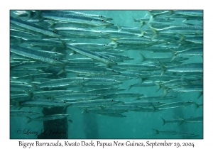 Bigeye Barracuda