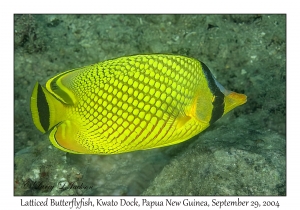 Latticed Butterflyfish