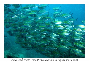 Oxeye Scad