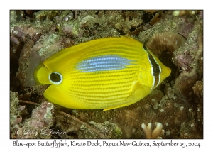 Blue-spot Butterflyfish