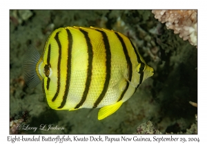 Eight-banded Butterflyfish