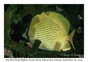 Speckled Butterflyfish