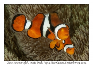 Clown Anemonefish