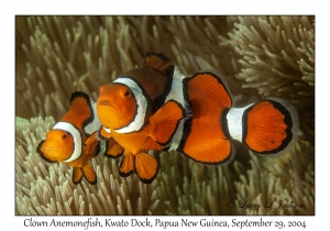 Clown Anemonefish