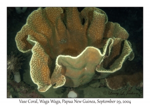 Vase Coral