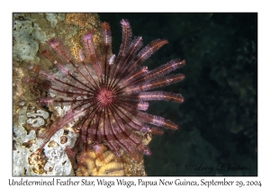 Undetermined Feather Star