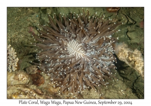 Plate Coral