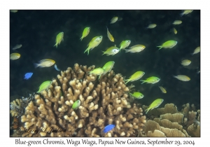 Blue-green Chromis