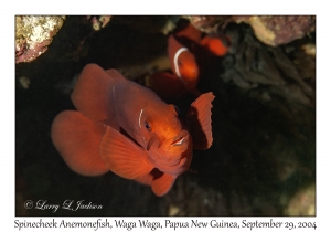 Spinecheek Anemonefish