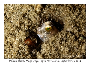 Delicate Blenny