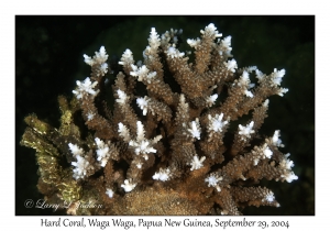 Hard Coral