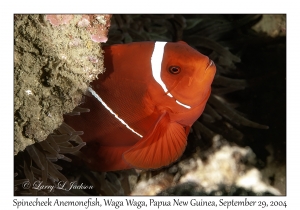Spinecheek Anemonefish