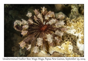 Undetermined Feather Star