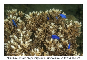 Milne Bay Damsels