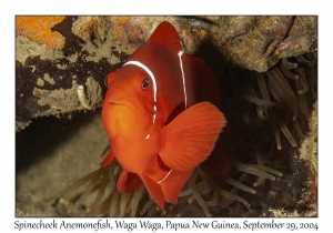 Spinecheek Anemonefish