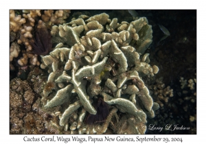 Cactus Coral