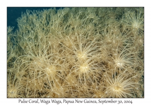 Pulse Coral