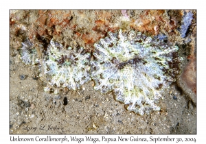 Disc Anemones