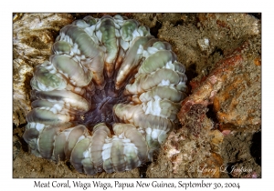 Meat Coral
