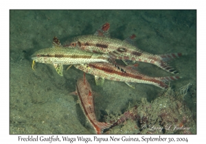 Freckled Goatfish
