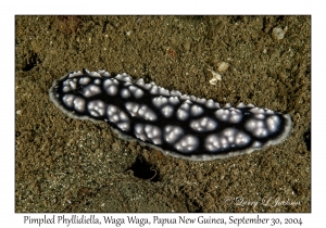 Pimpled Phyllidiella