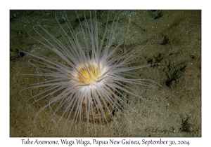 Tube Anemone