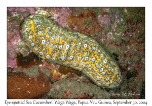 Eye-spotted Sea Cucumber