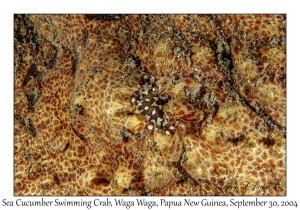 Sea Cucumber Swimming Crab