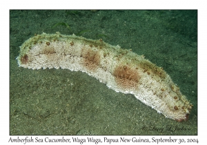 Amberfish Sea Cucumber