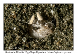 Undescribed Mantis