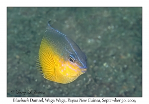 Blueback Damsel
