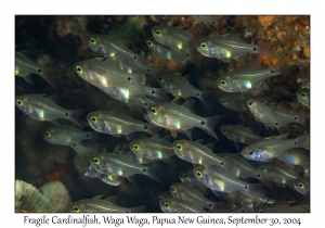 Fragile Cardinalfish