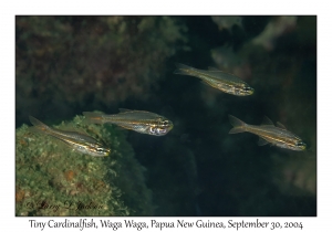 Tiny Cardinalfish